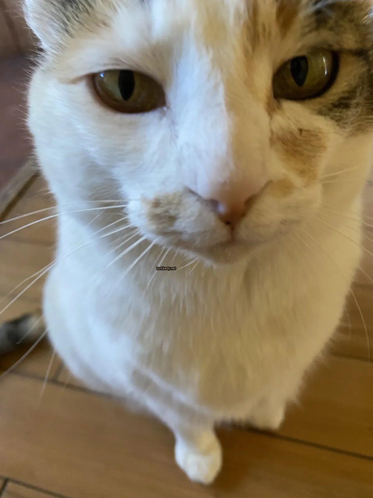 Kedi #3046