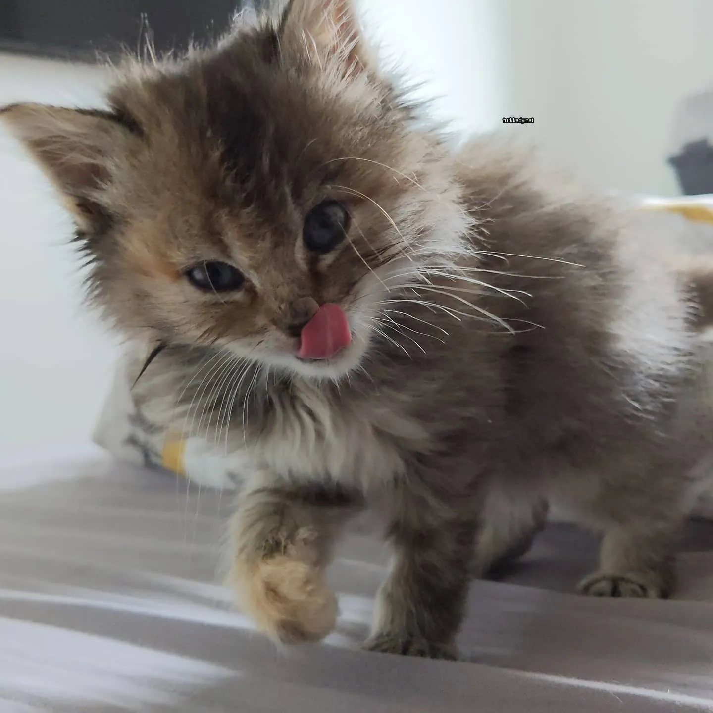 Kedi #3047
