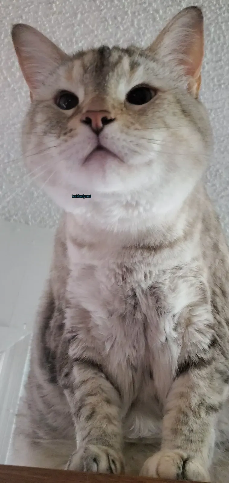 Kedi #3048