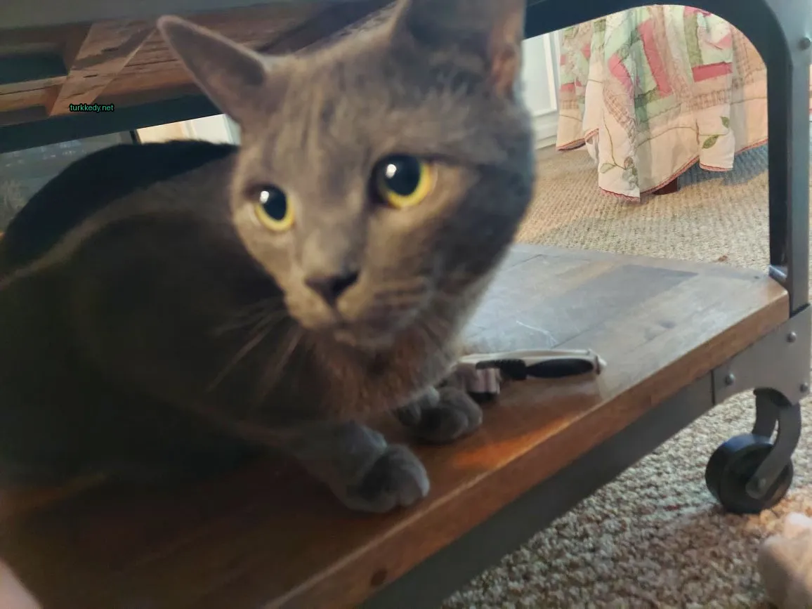 Kedi #3051