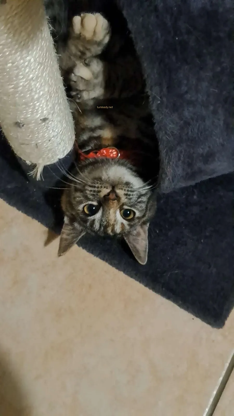 Kedi #3049