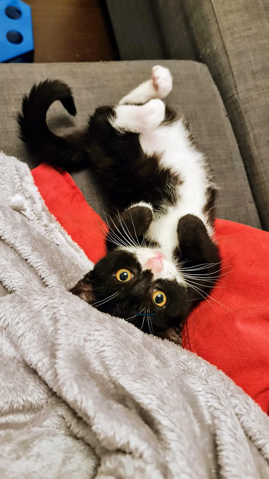 Kedi #3050