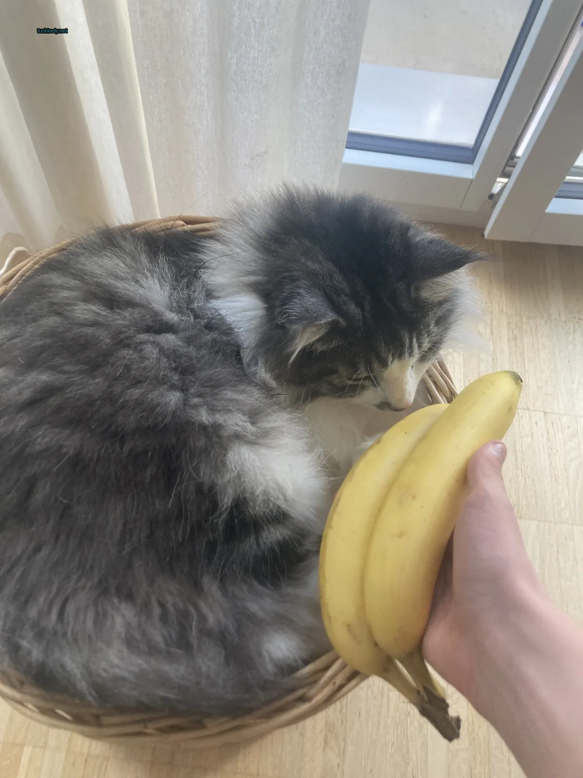 Kedi #3052