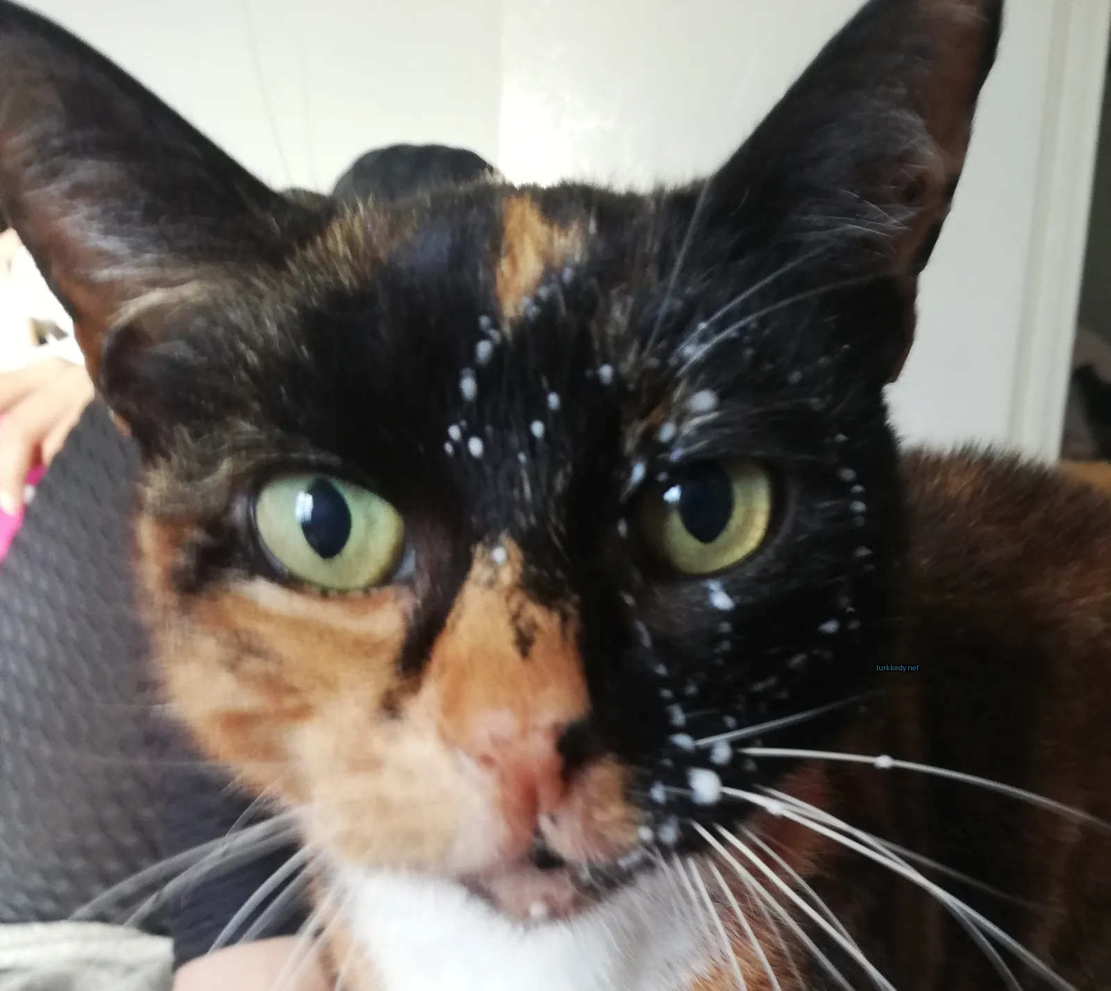 Kedi #3053