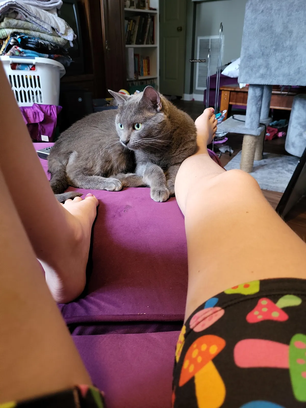 Kedi fotoğrafı #3054