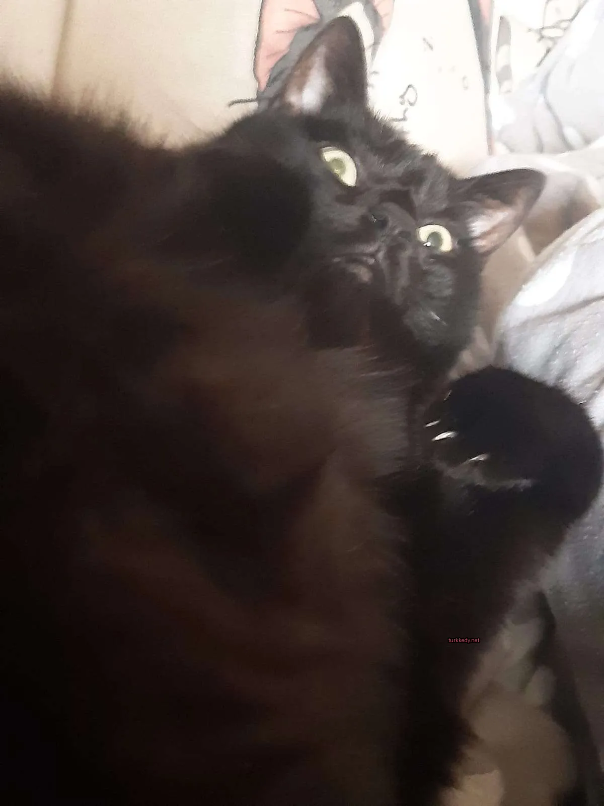 Kedi #3055