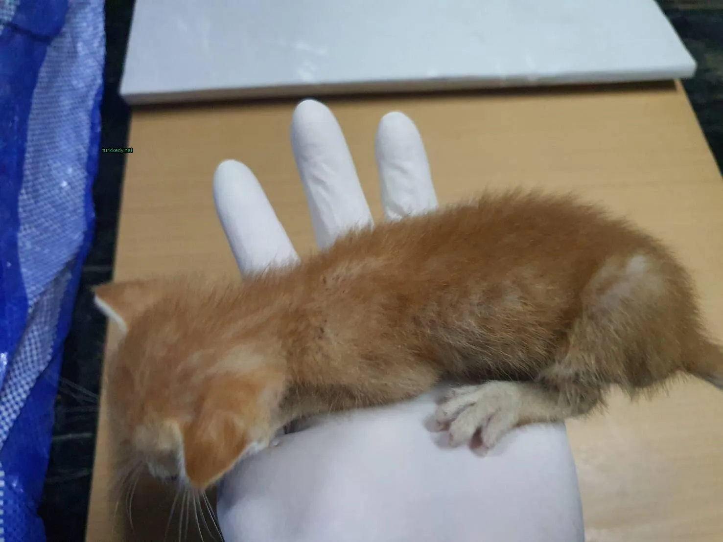 Kedi #3056