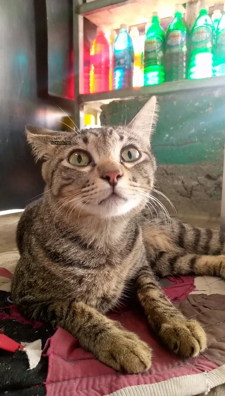Kedi #3057