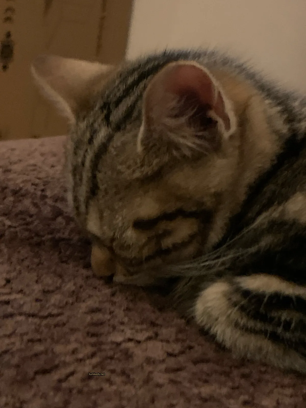 Kedi #3058