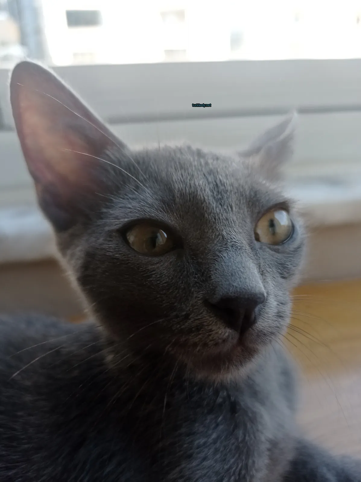 Kedi #3060