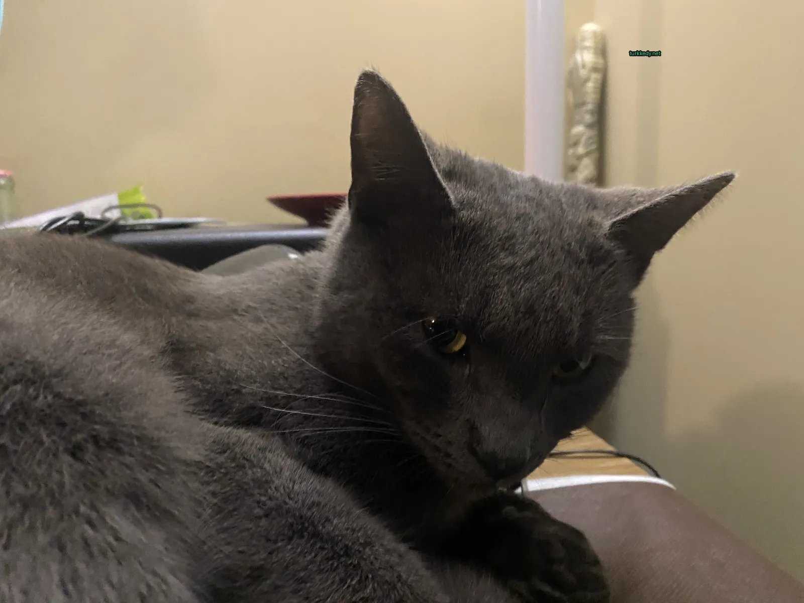 Kedi #3061