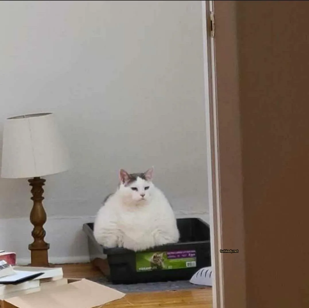 Kedi #3062