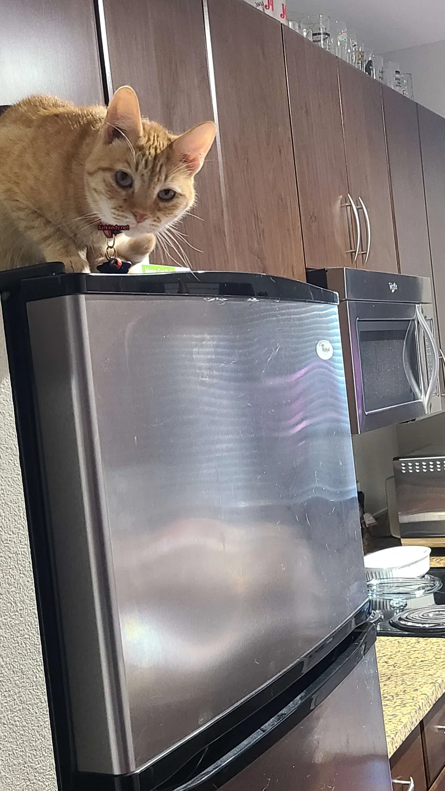 Kedi fotoğrafı #3063
