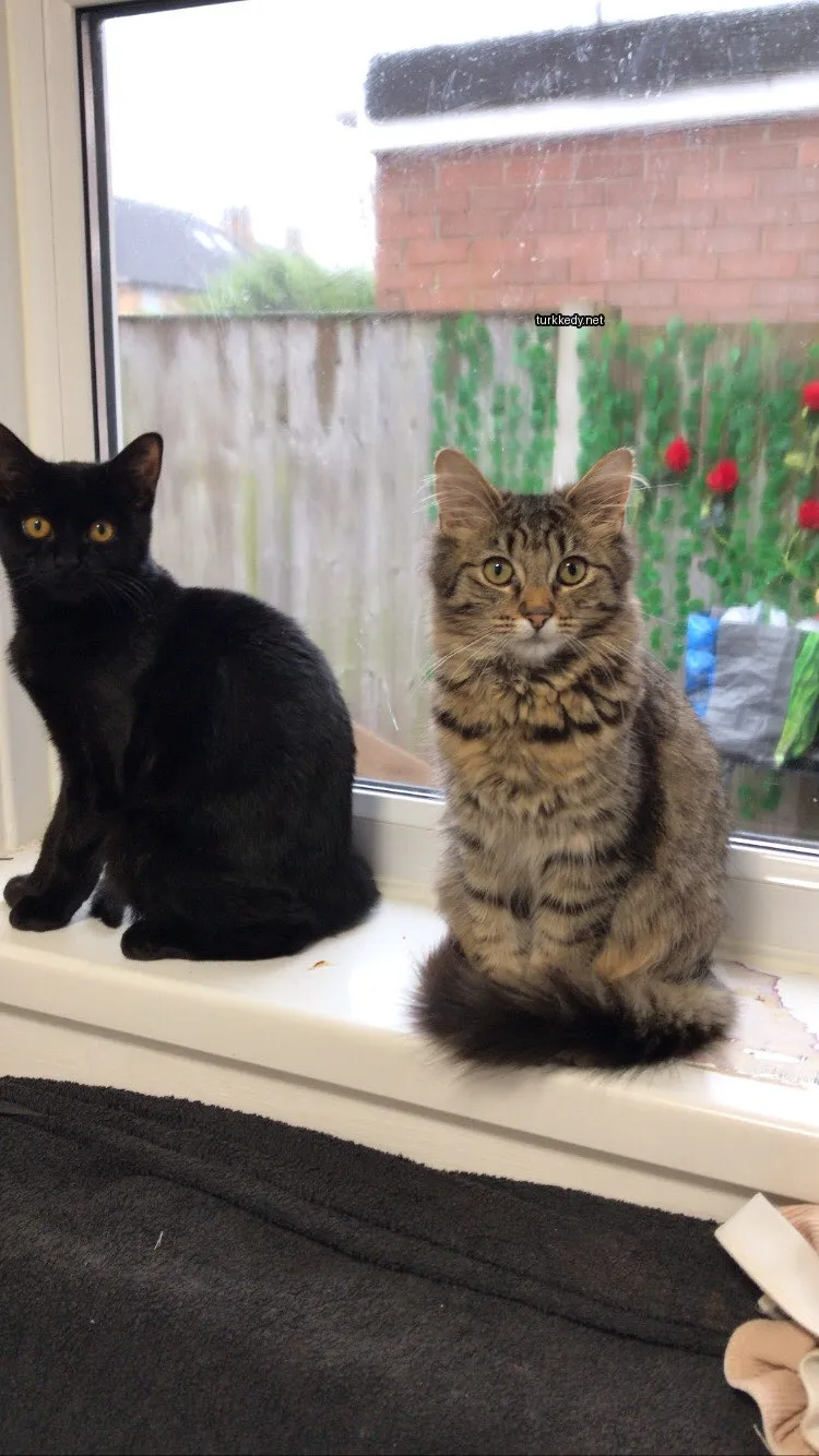 Kedi #3064