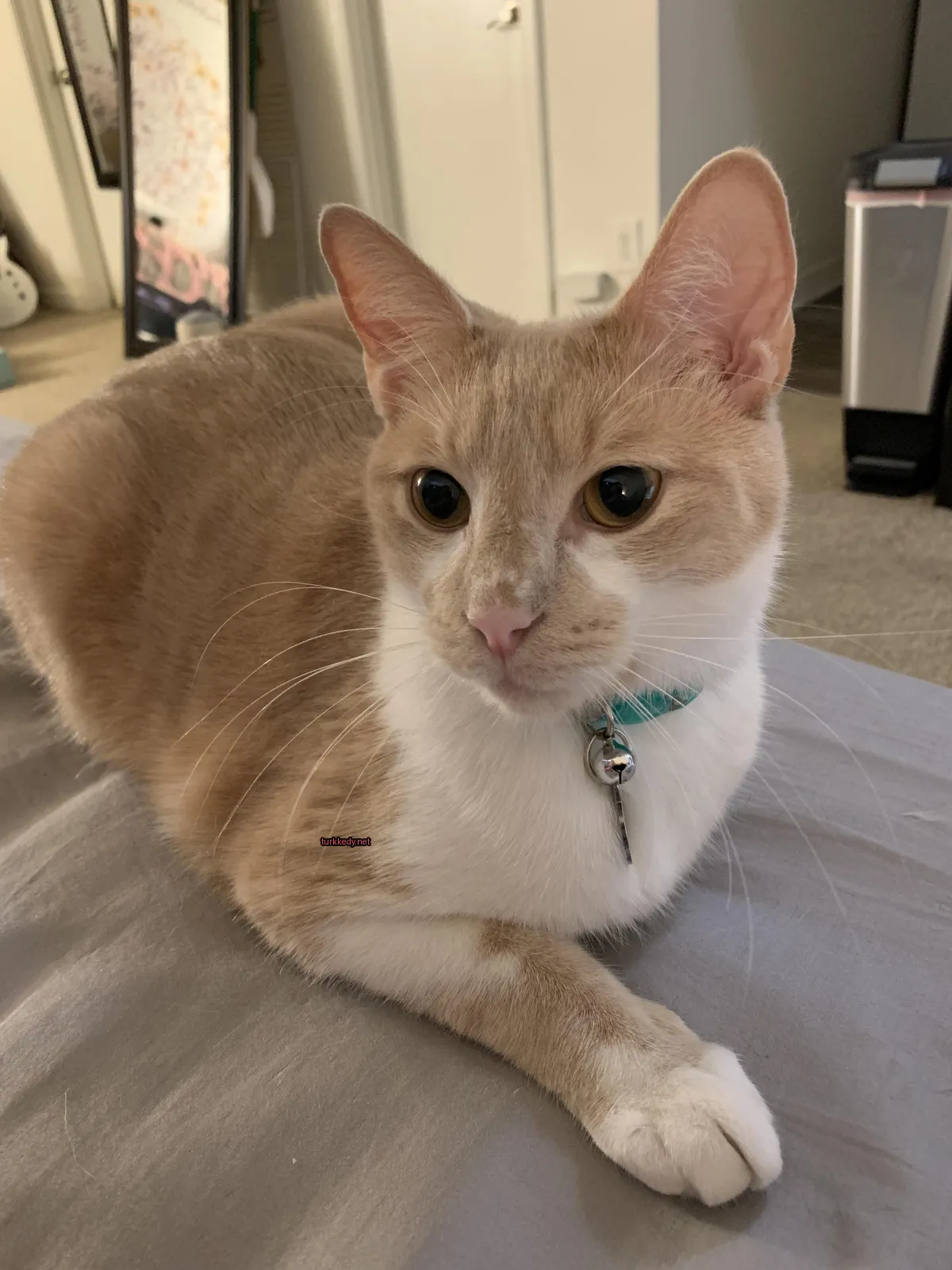 Kedi #3067