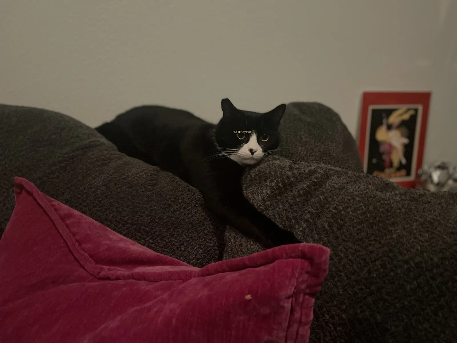 Kedi #3065