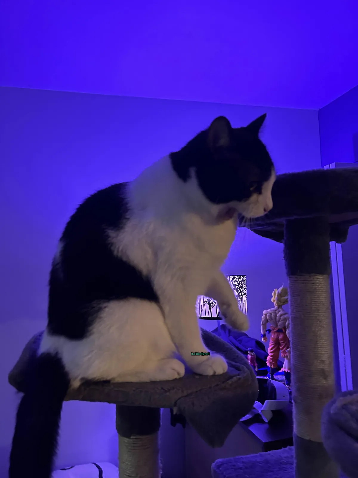 Kedi #3066