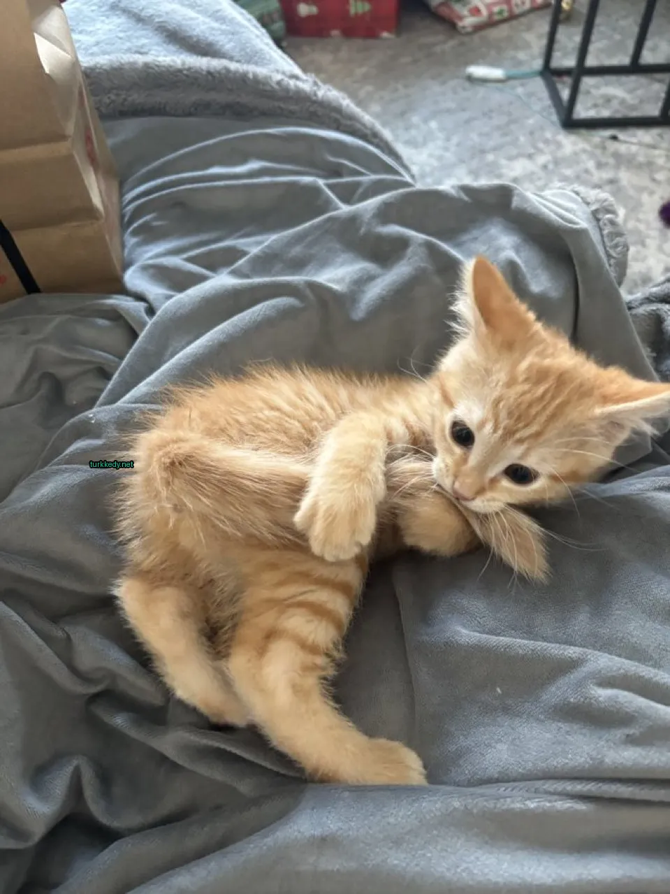Kedi #3068