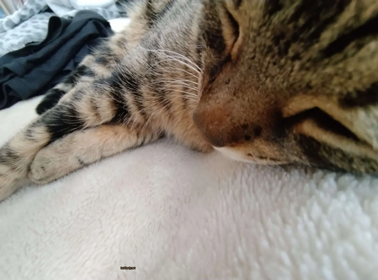 Kedi #3069