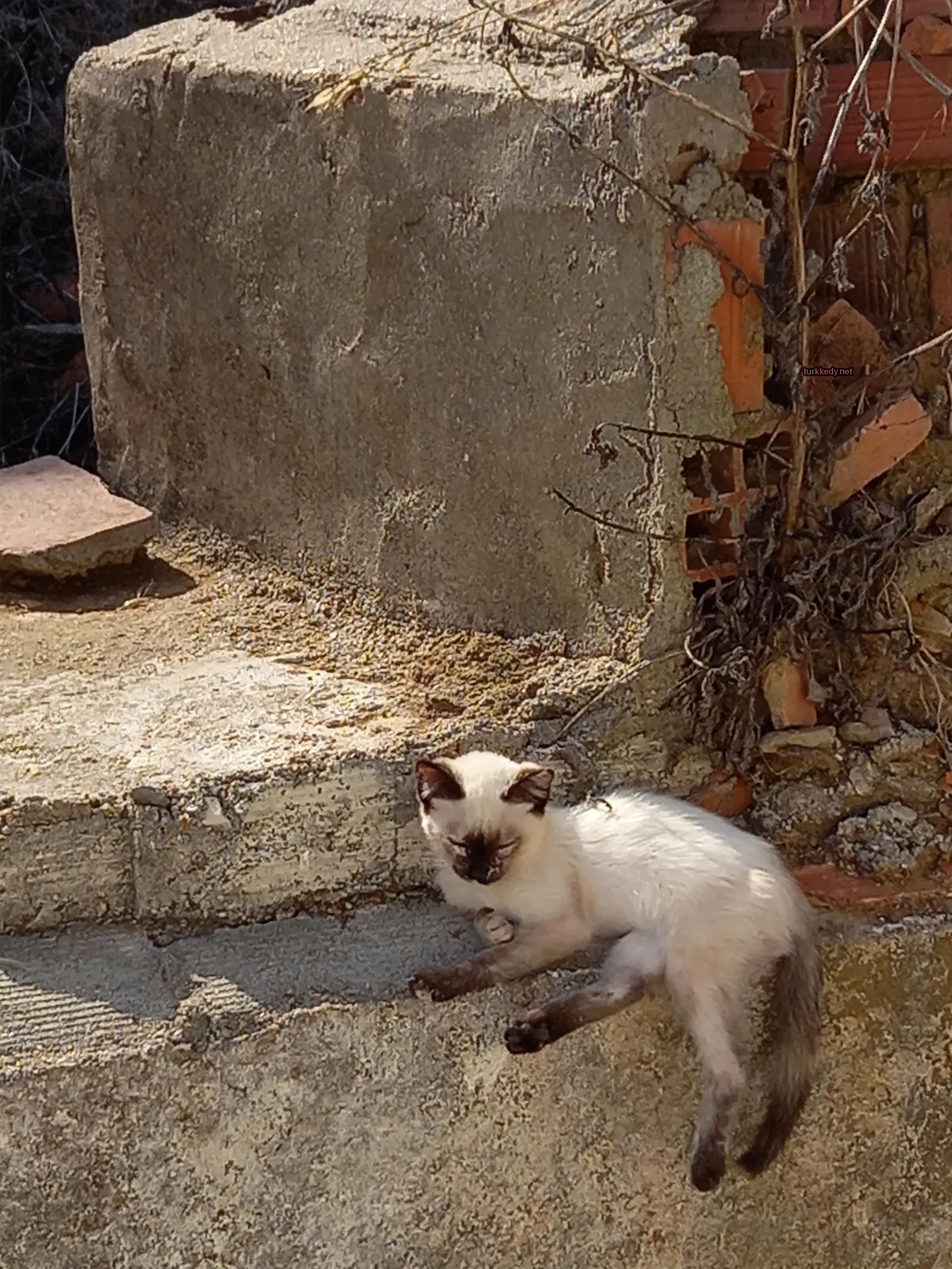 Kedi fotoğrafı #3071