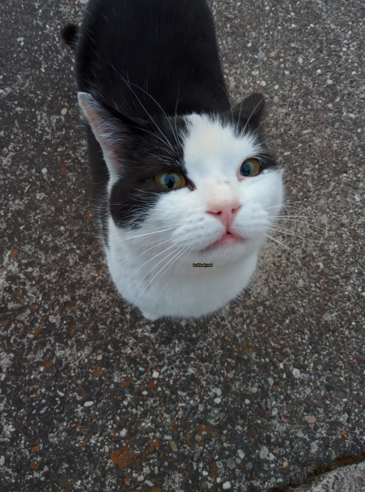 Kedi #3070