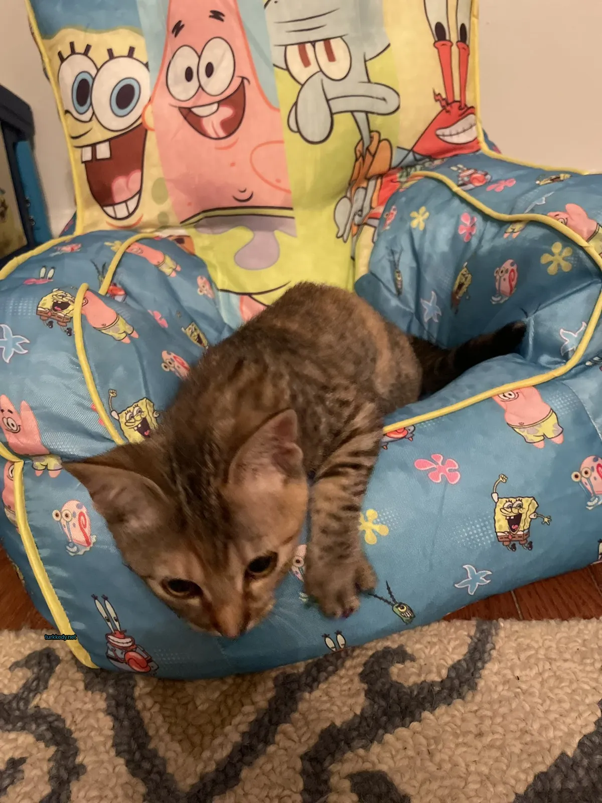 Kedi #3073