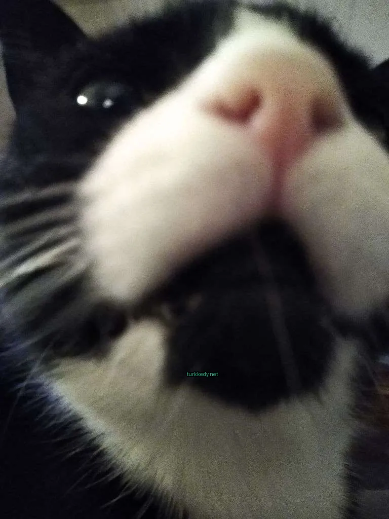 Kedi #3072