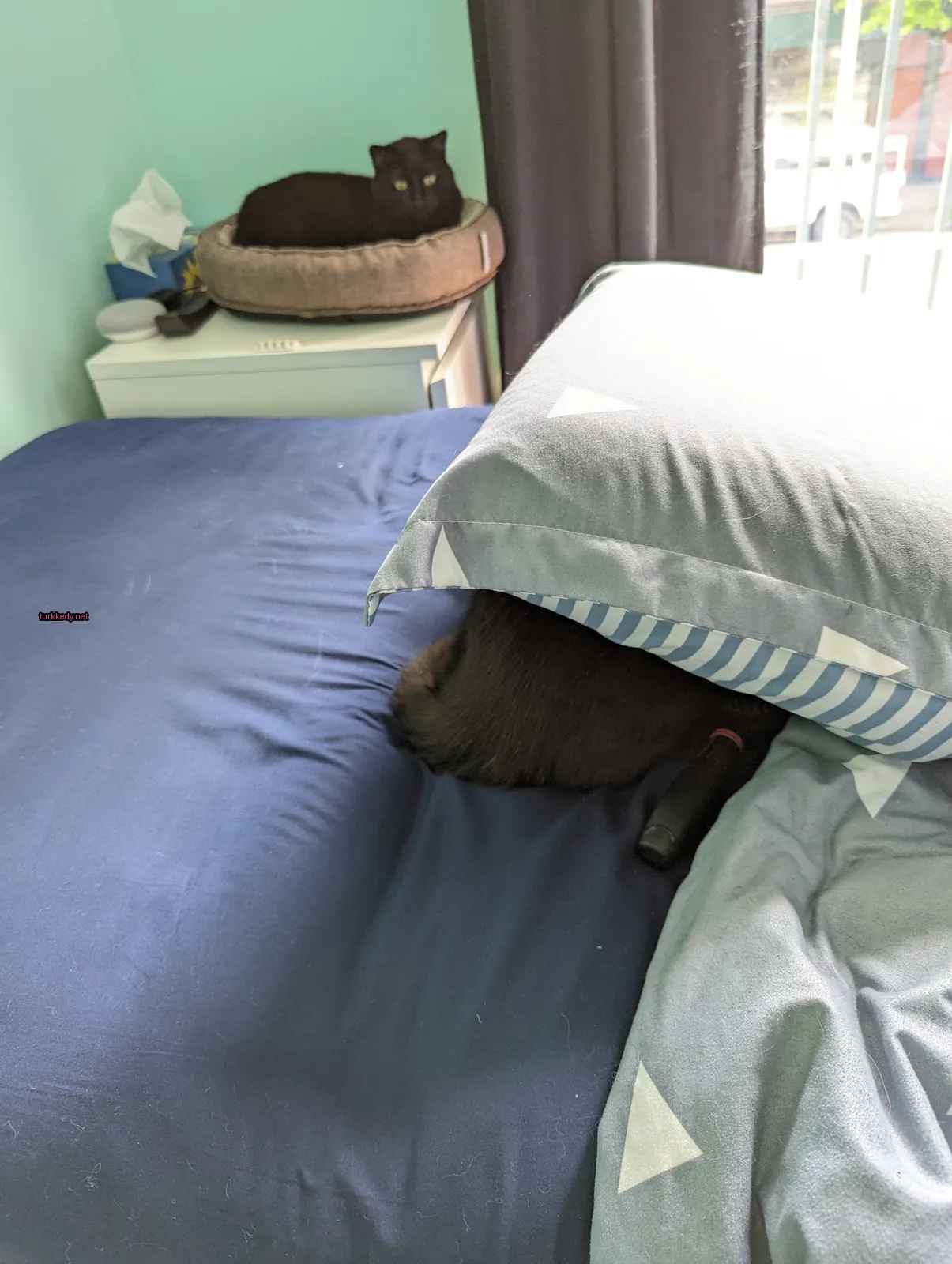 Kedi #3074