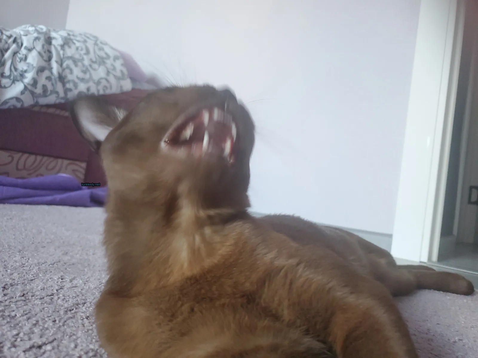 Kedi #3076