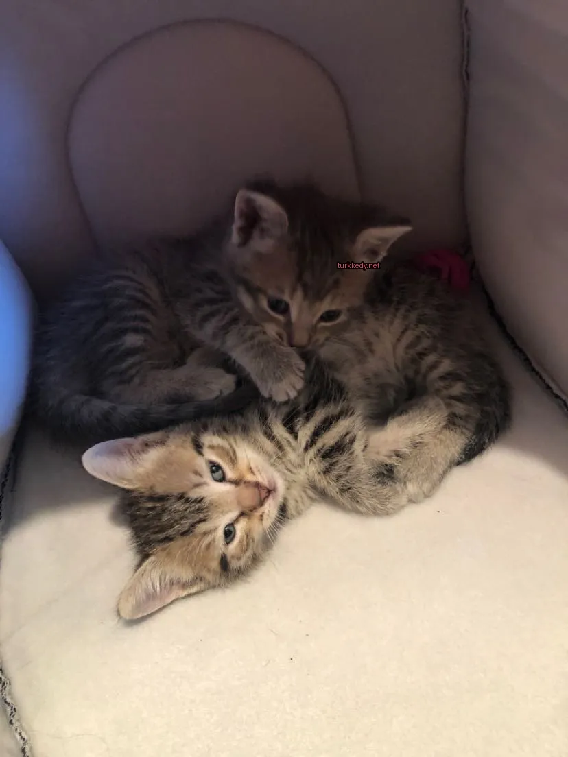 Kedi #3075