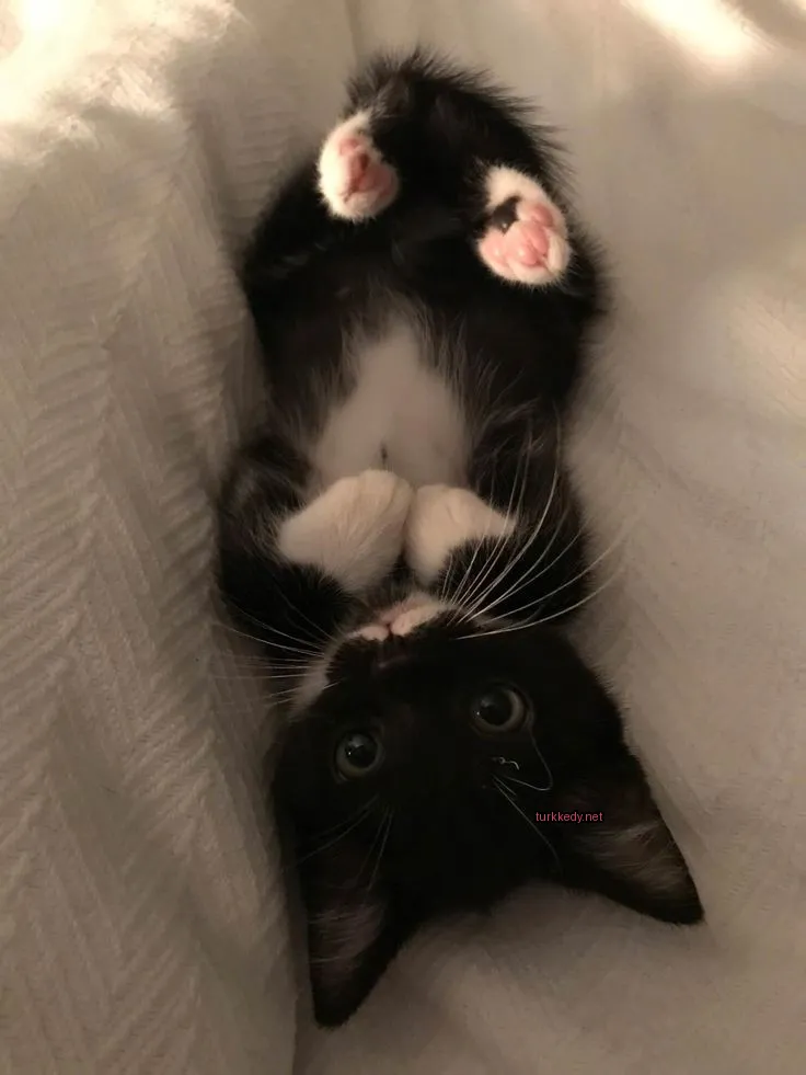 Kedi #3077