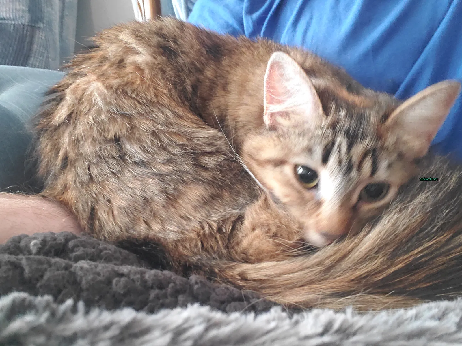 Kedi #3078