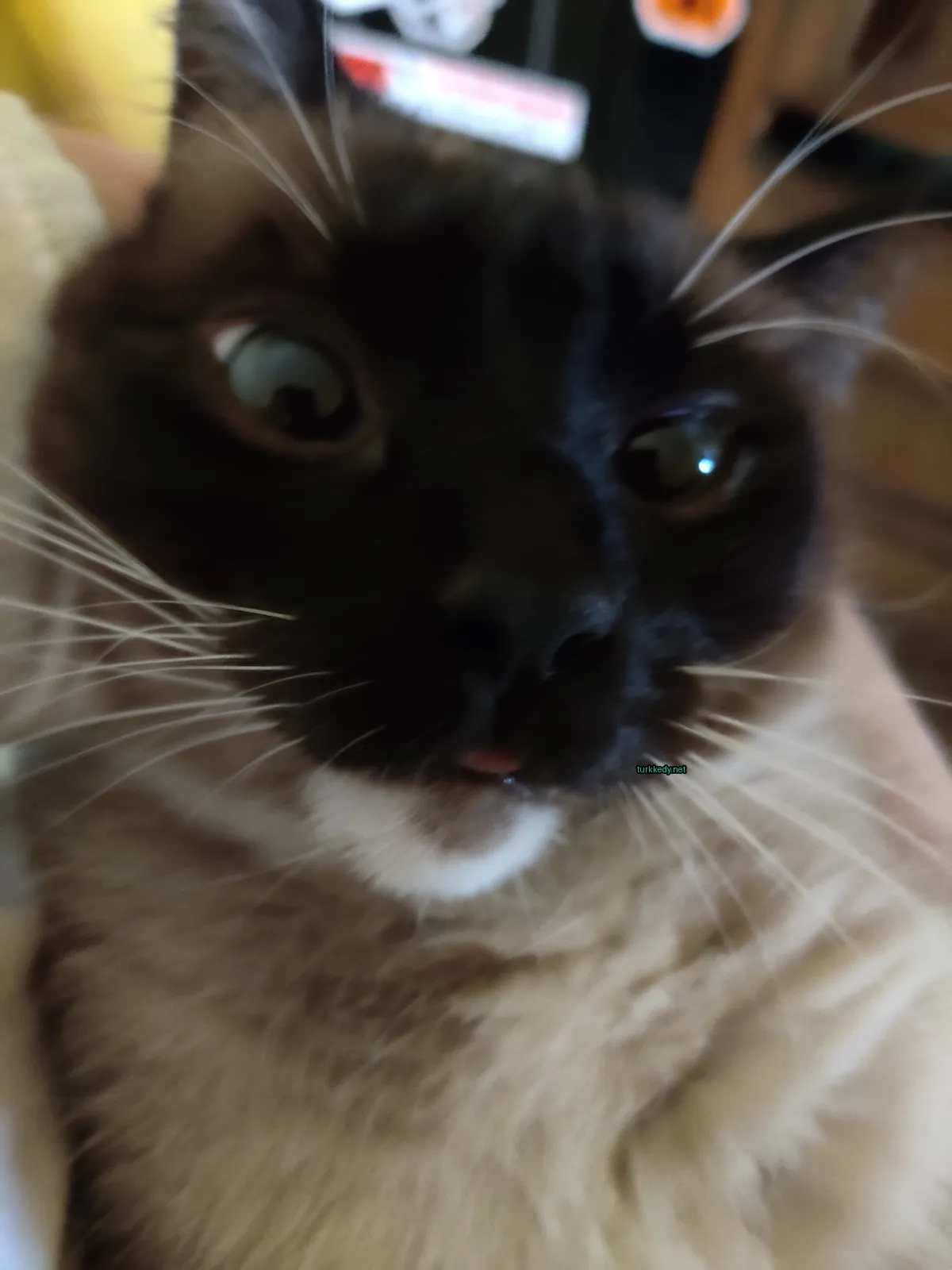 Kedi #3079