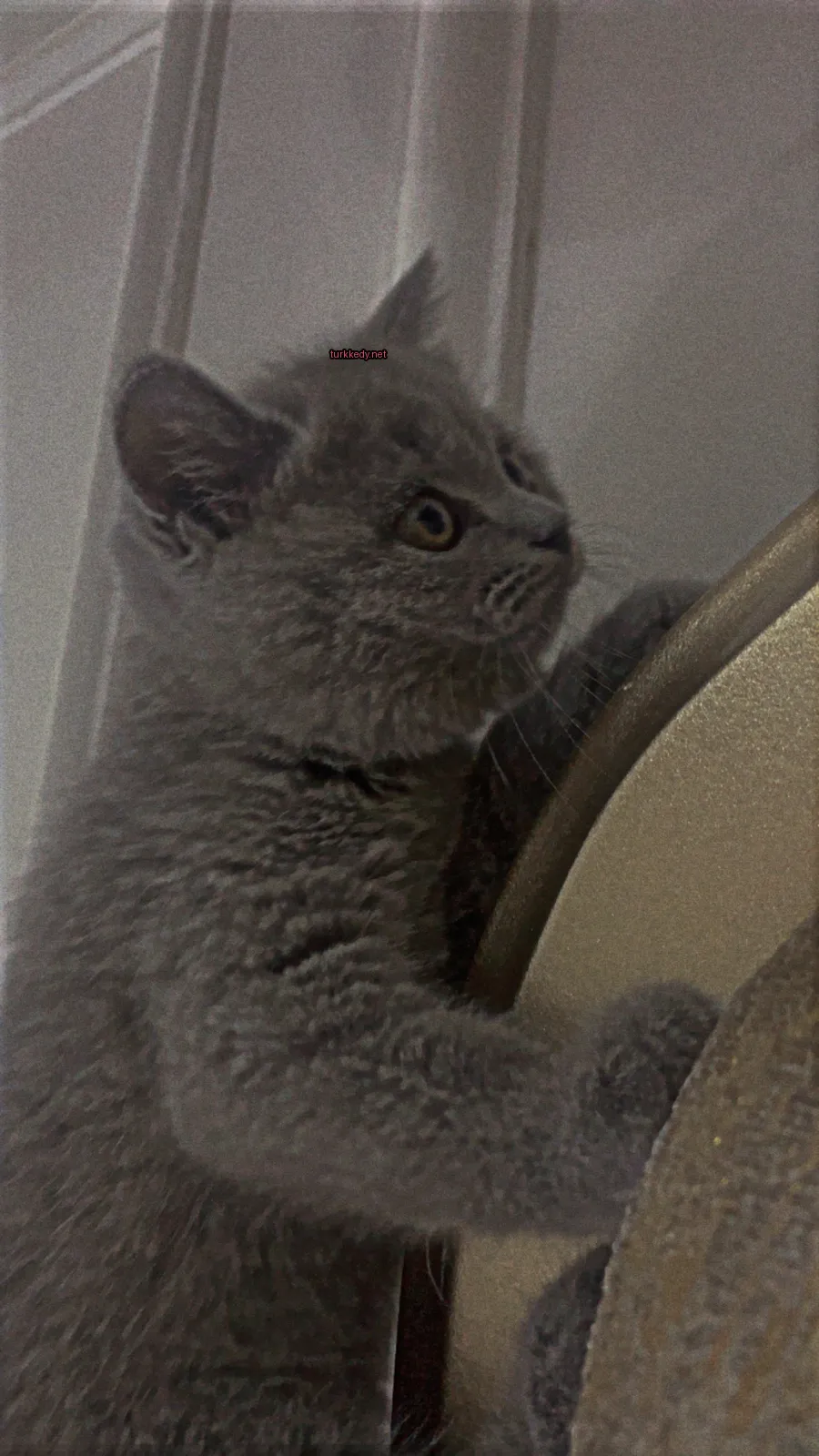 Kedi #3082
