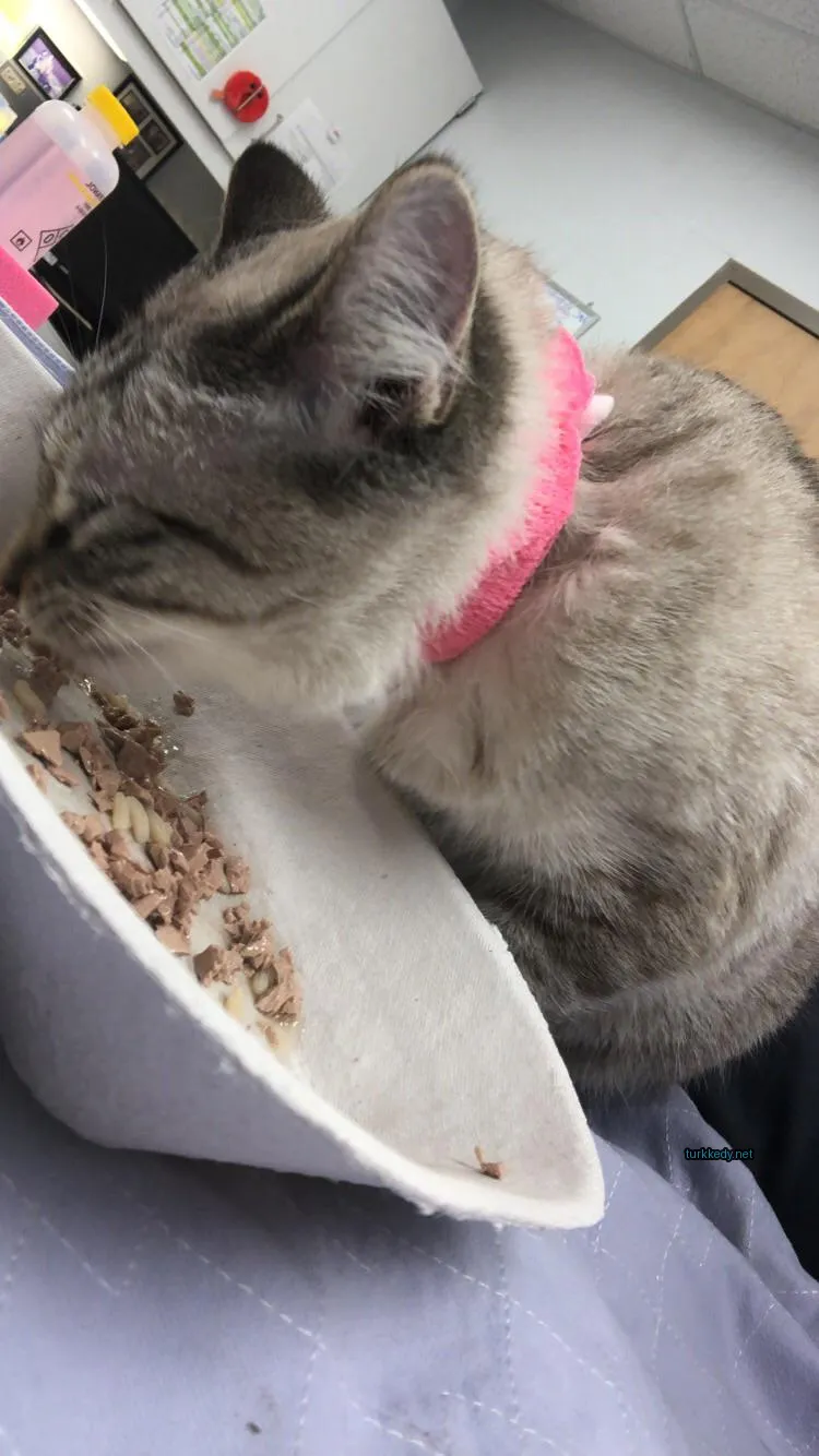 Kedi #3081