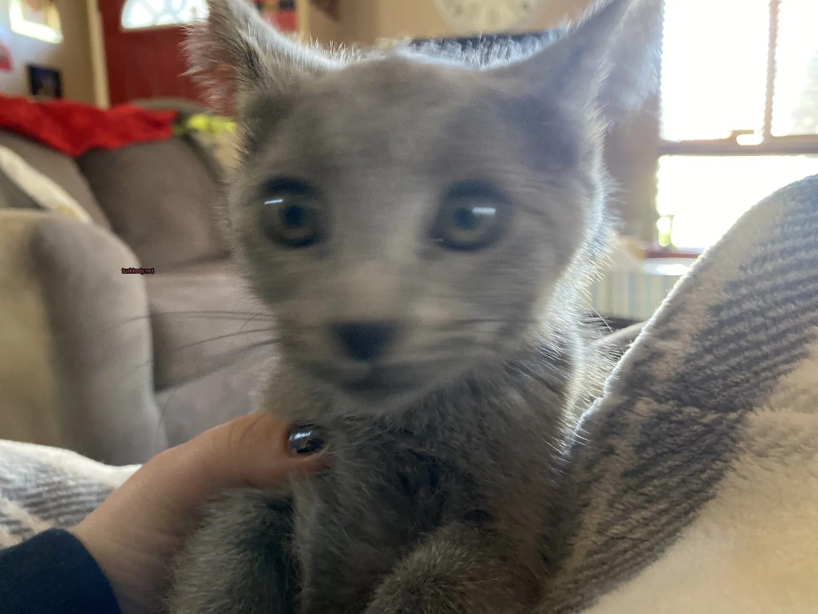 Kedi #3083