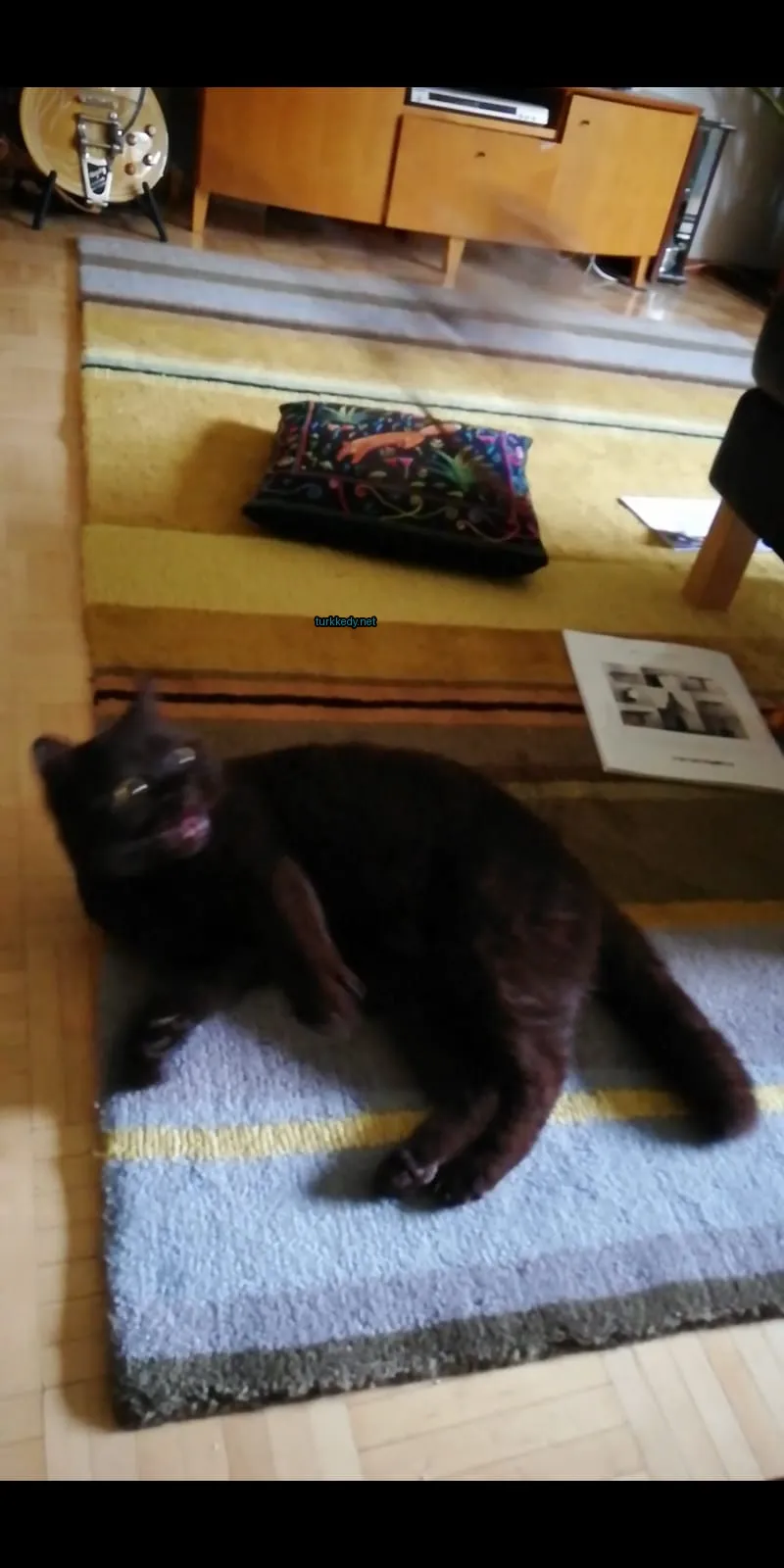 Kedi #3084