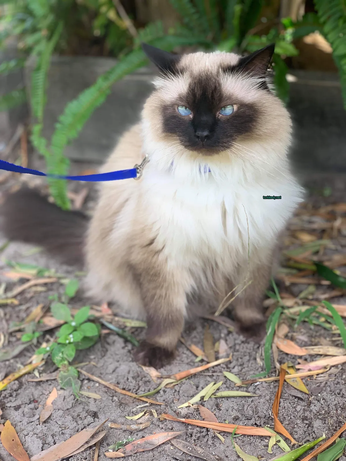 Kedi #3086