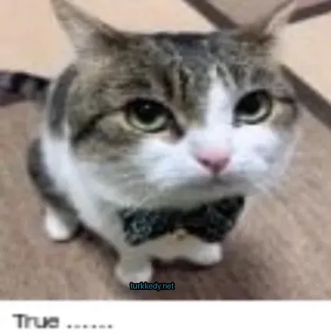 Kedi #3085