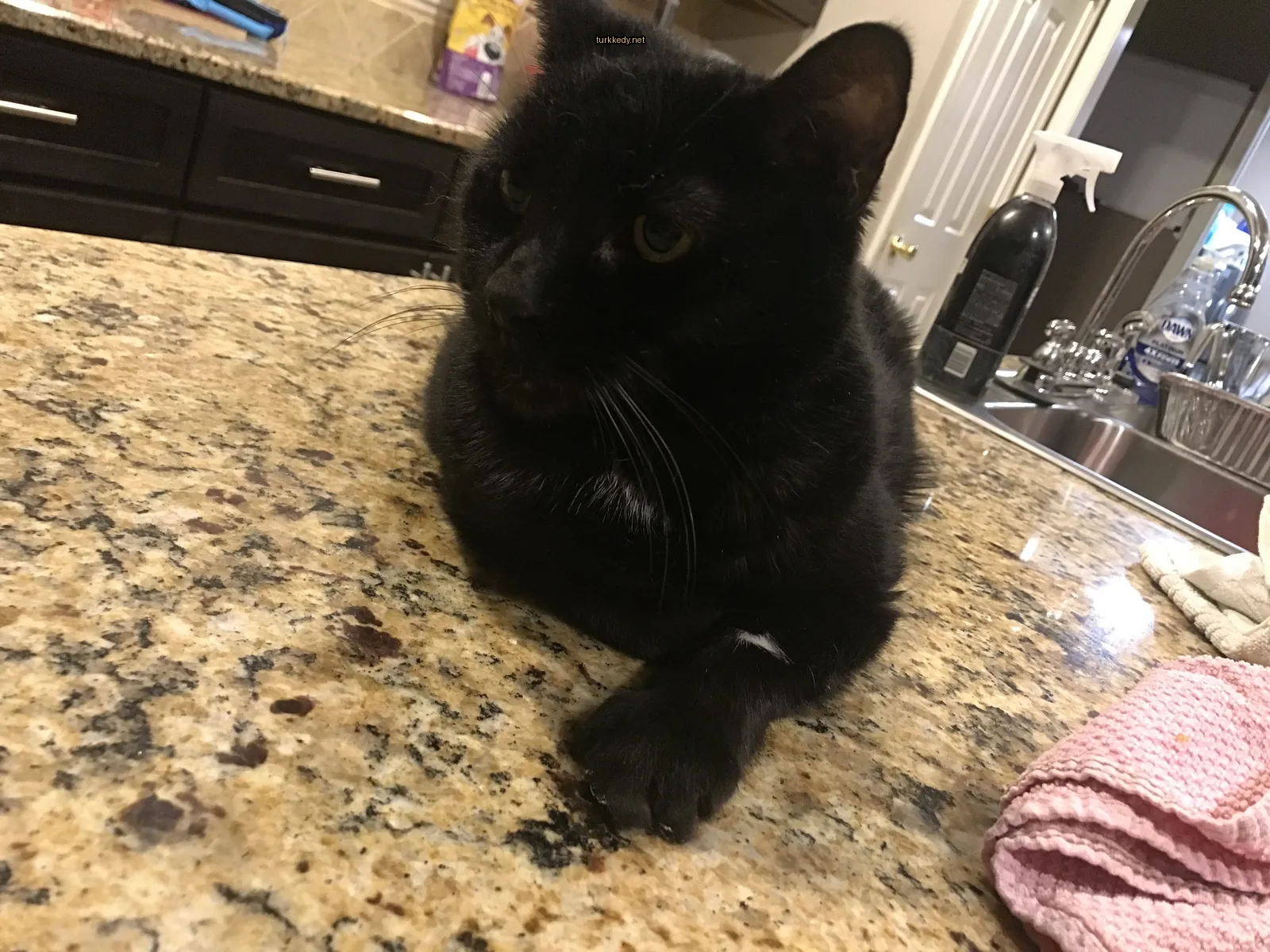 Kedi #3087