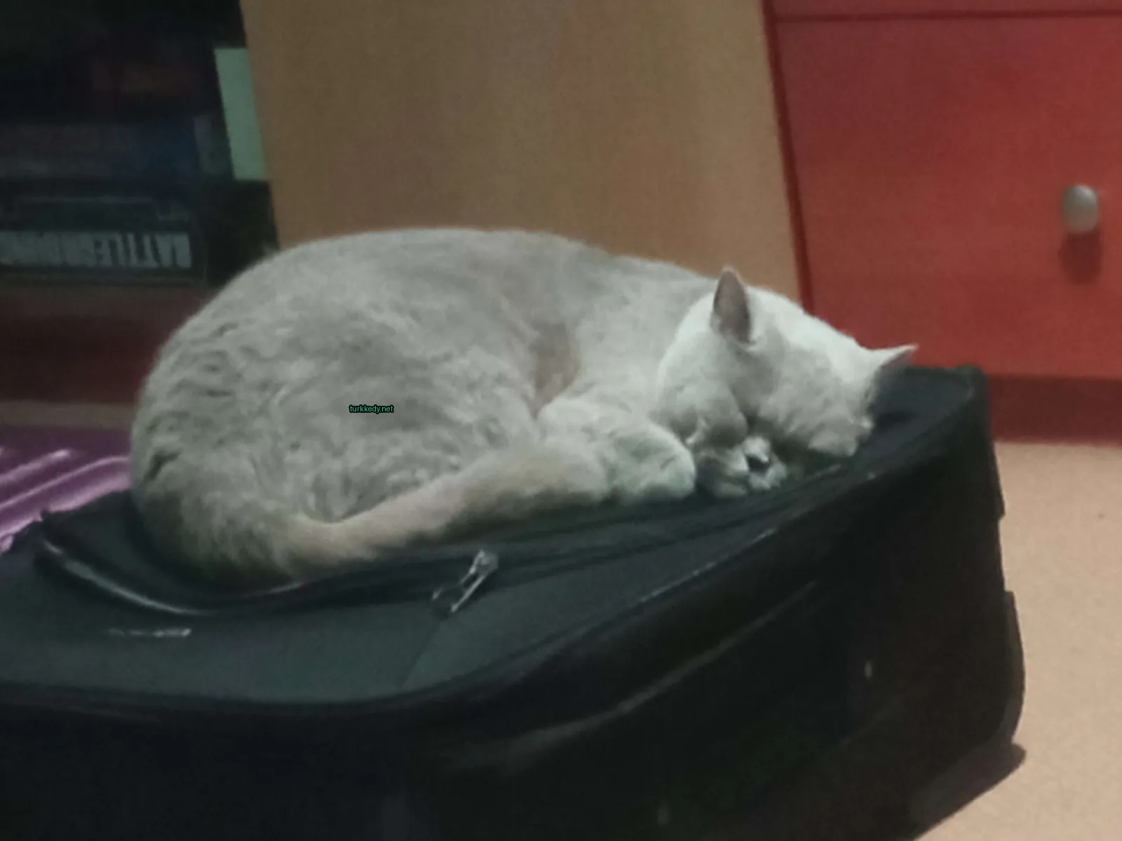 Kedi #3088