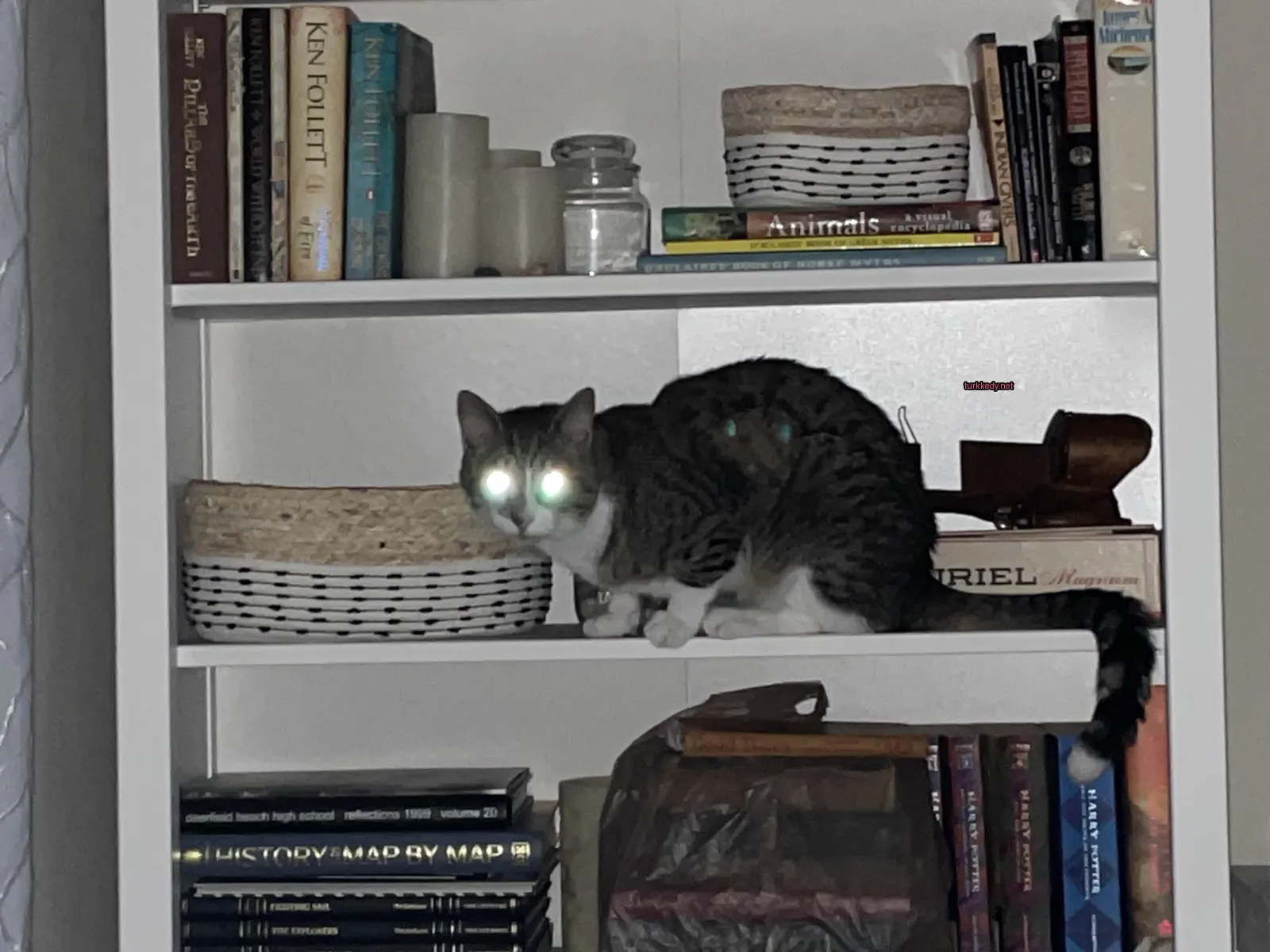 Kedi #3089