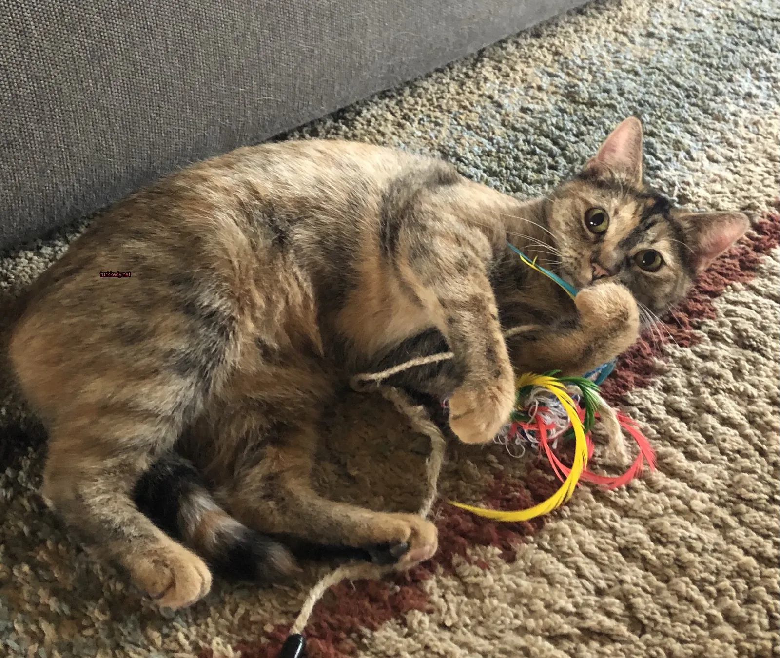 Kedi #3092