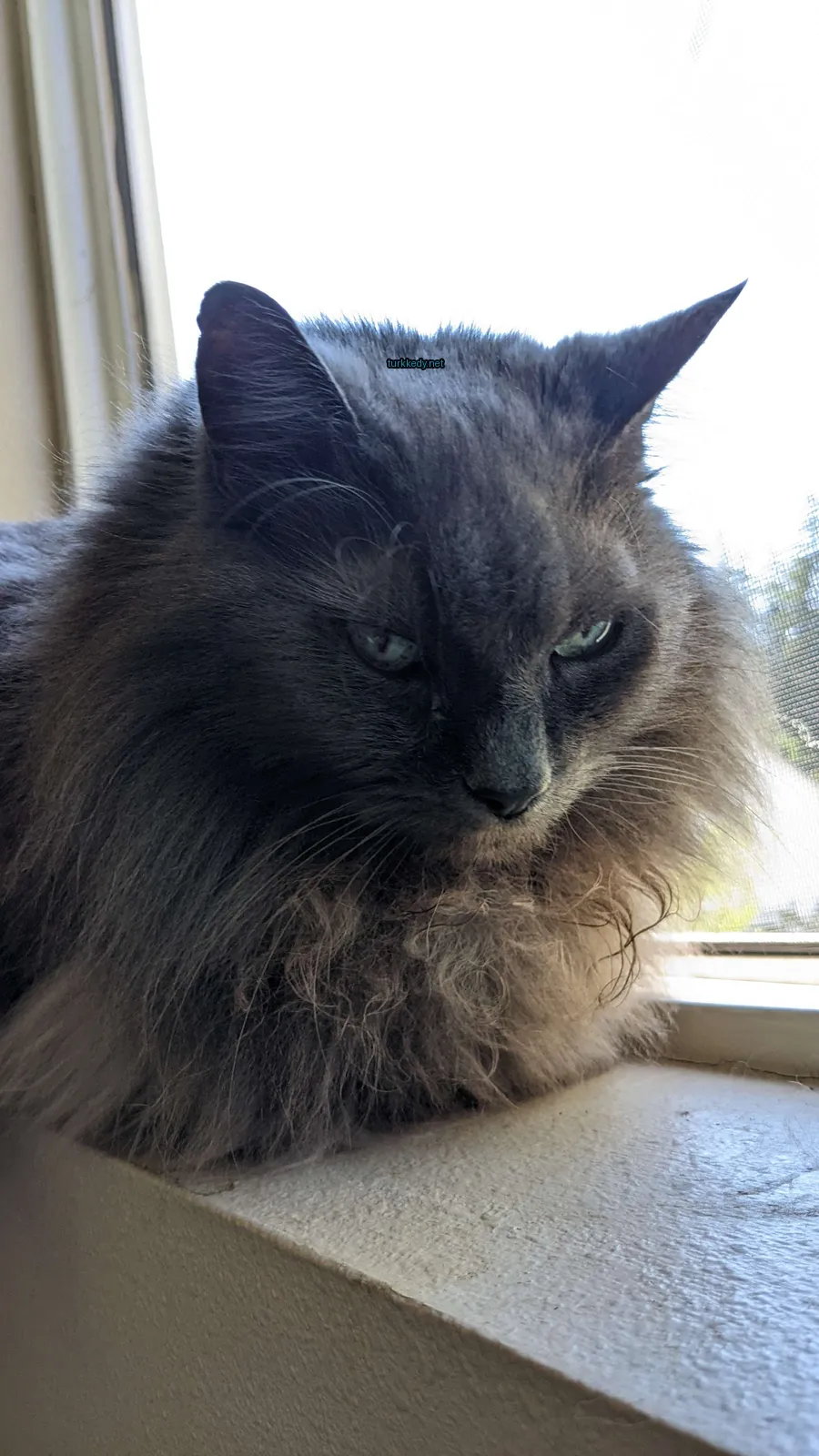 Kedi #3091