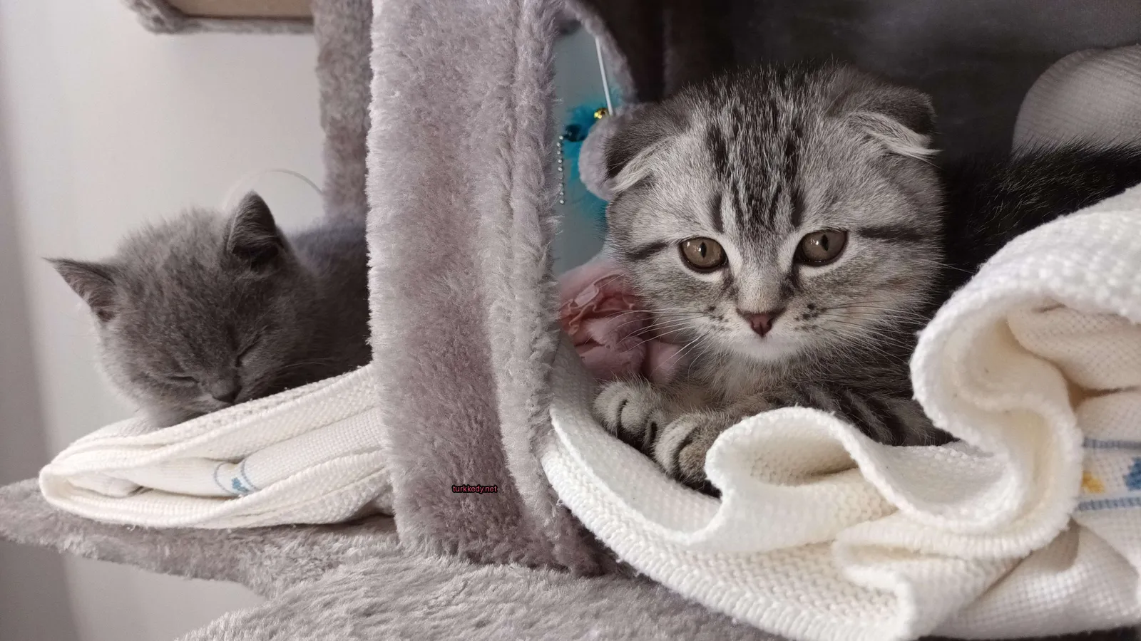 Kedi #3093