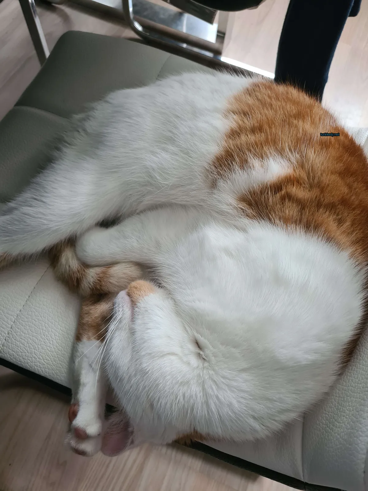 Kedi #3094