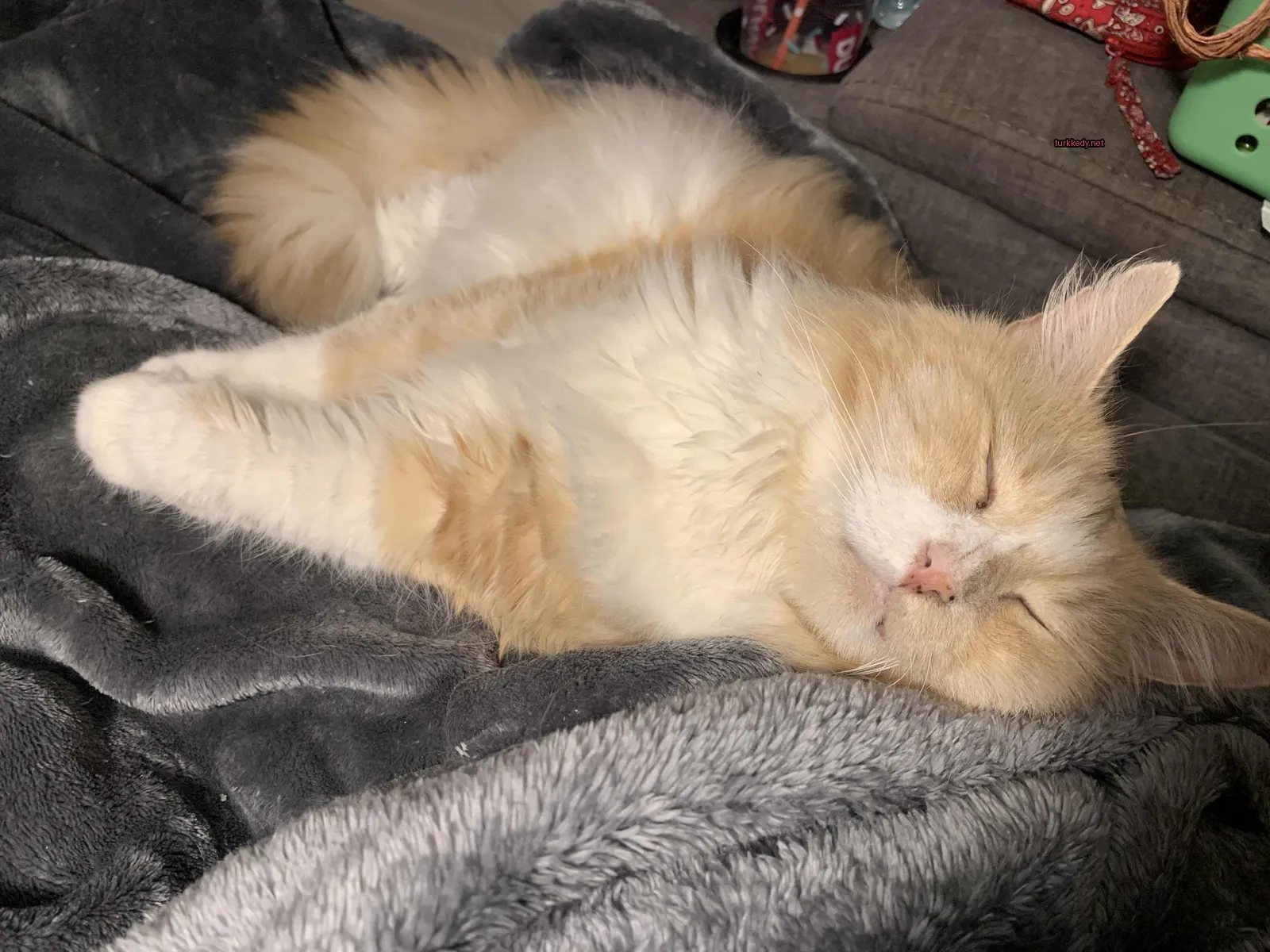 Kedi fotoğrafı #3095
