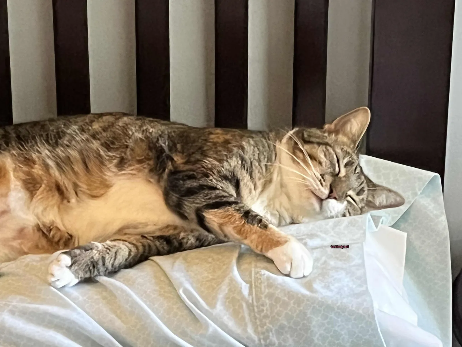 Kedi #3097