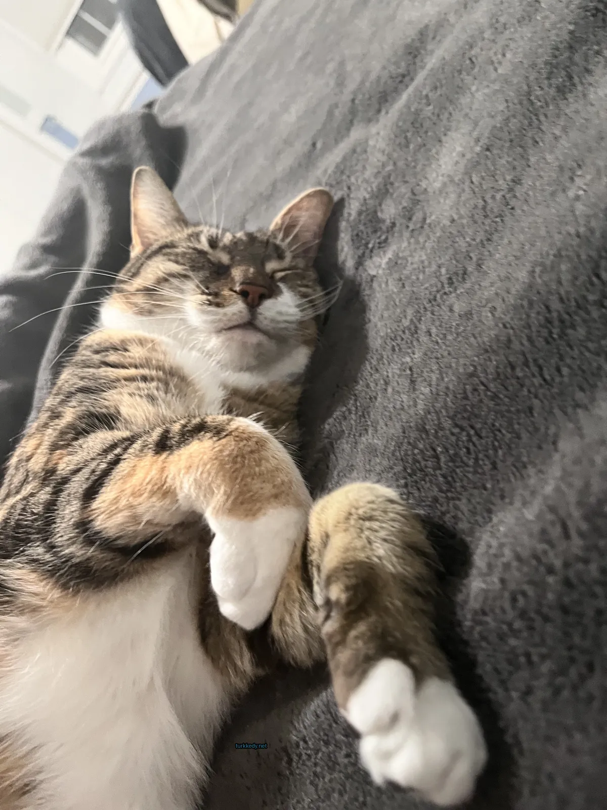 Kedi #3098