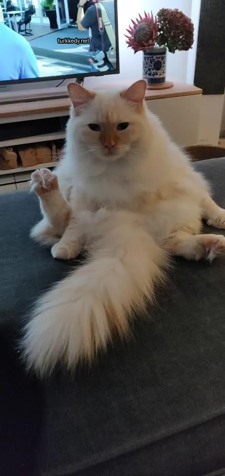 Kedi #3102